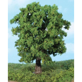 1 Kastanienbaum 18 cm 